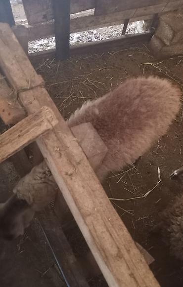50 manata it: Mazazirda suber quzu 4 ayliq ot arba canavar kimi yeyir yemcil quzu — 2