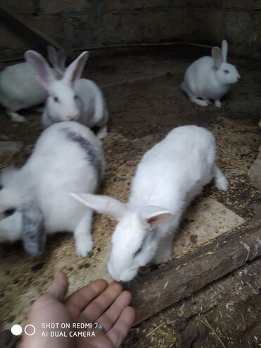 Dovşanlar: Ağ rəngli ev dovşanları – bir neçə fərqli fərd - Rəng: tam ağ — 5