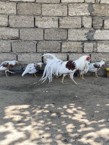 Inəklər, öküzlər: Xoruz, Yapon, il: <1