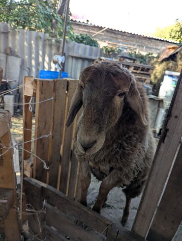 Бараны, овцы: Продаю | Овца (самка) | Арашан | Для разведения | Племенные — 4
