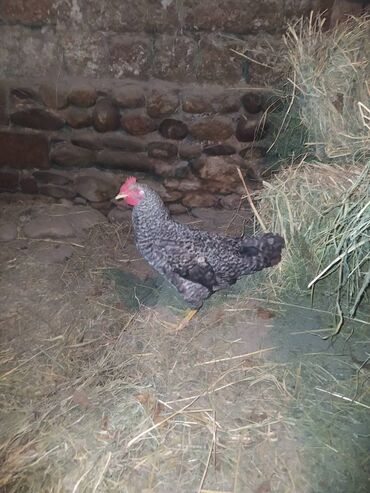 pişik su qabı: Xarkov xoruzu 6 aylıq colpadir