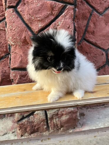 pomeranian spitz satisi: Şpitz, 5 ay, Dişi, Peyvəndli, Ünvandan götürmə, Pulsuz çatdırılma