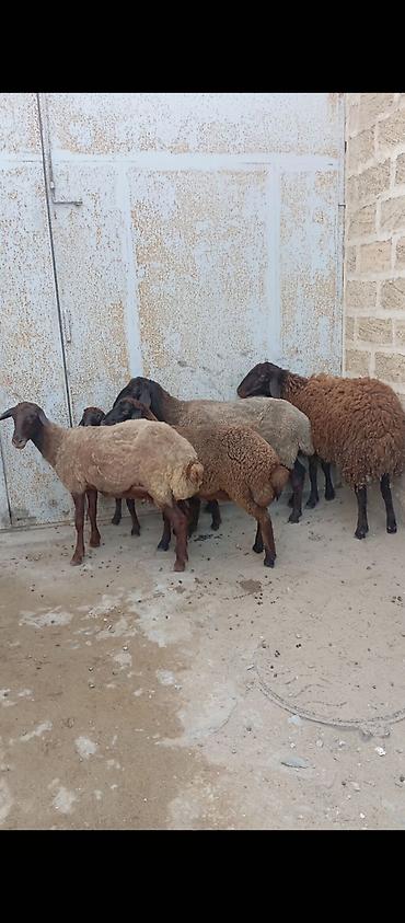 kirpi satisi: Salam ünvan Bakıin maştağa kendi obşi 5 baş heyvanlar 1 baş qoç 2 — 1