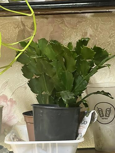 Декабристтер: Декабрист (Schlumbergera) с редкими жёлтыми цветами - Окрас цветков — 5