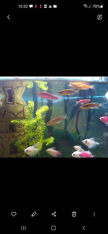 beluqa balığı: Danio, Sülhsevər — 5