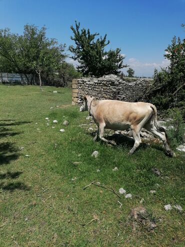 cins ineklerin satisi 2019: Dişi, il: 4, Damazlıq, Ünvandan götürmə