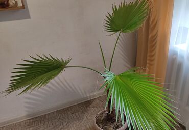 купить трафарет для декора стен: Продам большую пальму Вашингтония 🌴 Красивое и неприхотливое