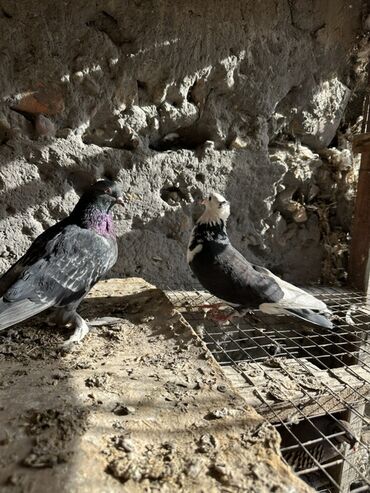 Птицы: Продаю голубей!!!! На фото представлены голуби разных пород. Цены на — 4