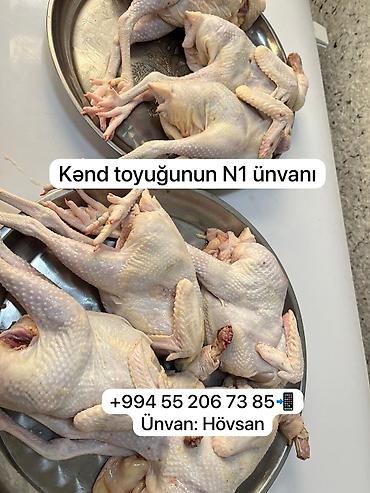 Digər quş: Kənd toyuğu Toyuq Bütöv — 5