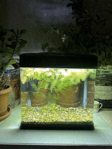 heyvan sahibləndirmə: Akvarium. Filter + işıq + temperatur göstəricisi + qrunt + 1 cüt