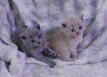 кошка маленкий: Шотландские котята (1 месяц) - Породы: скоттиш-страйт (мальчики) и — 4