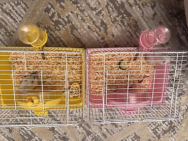 hamster near me: Endirim olacaq real alıcıya — 2