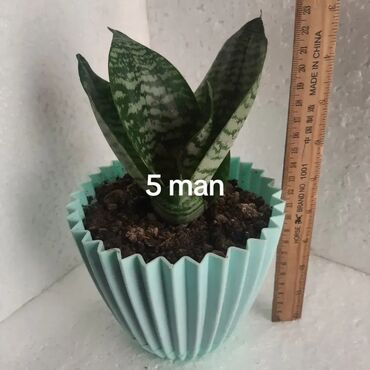 Otaq bitkiləri: Aloe (aloe vera) saksı bitkisi - Növ: Aloe – ətli, tikanlı kənarlı — 11