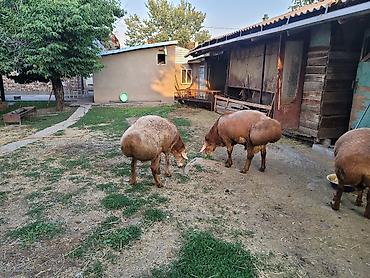 Баран, овца: Продаю | Баран (самец) | Для разведения — 10