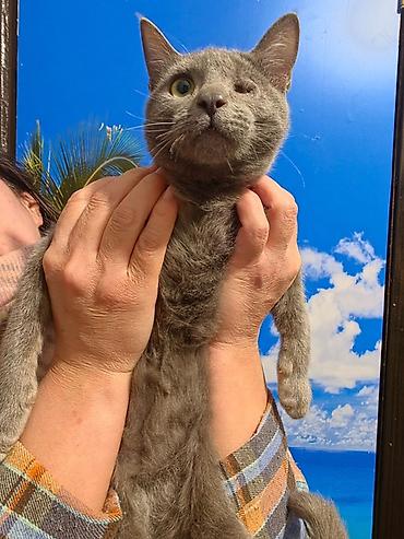 Животные: 3 месяца, Девочка, Приучена к лотку — 3