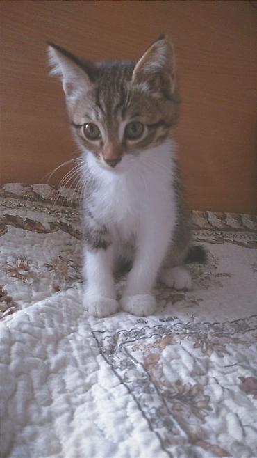 кошки бишкек купить: Котёнок домашний, короткошёрстный. Описание: - Окрас — 1