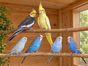 ag qara pisik: Növlər: Dalmatian cockatiel (boz-ağ, narıncı ləkəli yanaqlar), lutino — 1