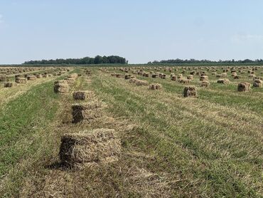 продаю музоо торпок корова самка бык самец айрширская ангус алатауская на забой для разведения на откорм племенные нетель привязанные: - Продаю клевер с поля в сокулуке, первый укос, тюки плотные !!! -