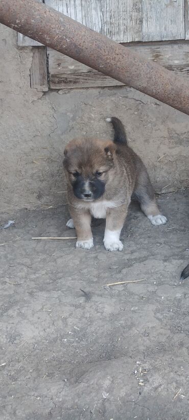 İtlər: Qurdbasar, 1 ay, Dişi