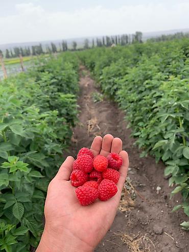 Малина: Малина Оптом, Бесплатная доставка, Самовывоз — 8