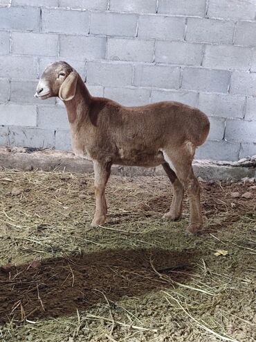 Бараны, овцы: Продаю | Баран (самец) | Для разведения | Племенные — 2