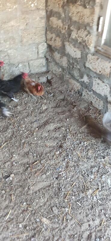 ineklerin qiymeti: Курица, Brama, Для яиц, Самовывоз