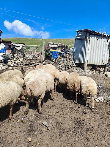 13 baş qoç satışda. - Diri çəkiləri: 30–38 kq - Qiymət: 1 kq – 16 AZN lalafo.az -da 13 baş qoç satışda. - Diri çəkiləri: 30–38 kq - Qiymət: 1 kq – 16 AZN