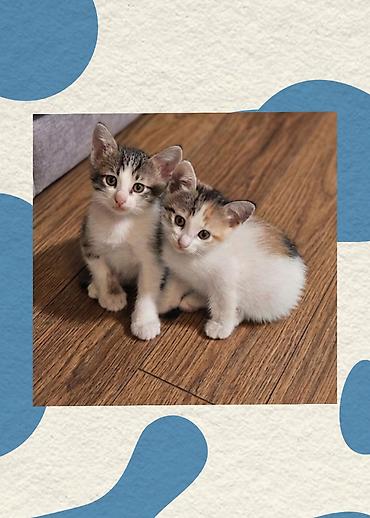 pişik cüt: Erkək, Dişi, Yaxşı əllərə, Pulsuz çatdırılma — 1