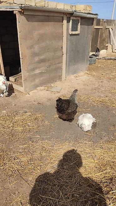 toyuq satılır: Dişi, Yumurtalıq, Pulsuz çatdırılma, Ünvandan götürmə — 2
