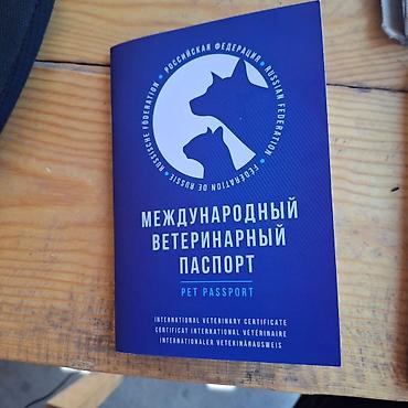 продаю щенков немецкой овчарки: Питбуль, 10 месяцев, Самец, С прививкой — 4