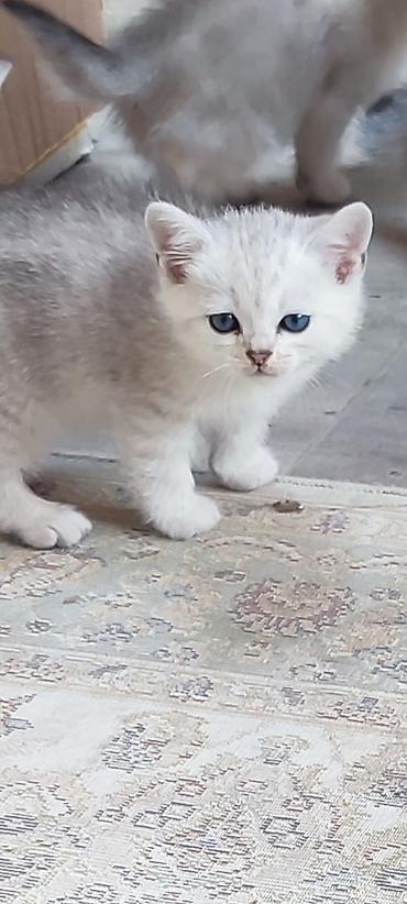 Pişiklər: Şinşilla — 9