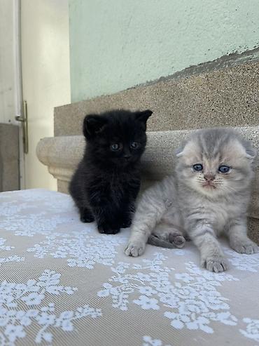 Pişiklər: Britan, Erkək, Yaxşı əllərə — 13