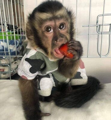 Άλλα: Αξιολάτρευτες μαϊμούδες διαθέσιμες προς πώληση στείλτε μου μήνυμα αν