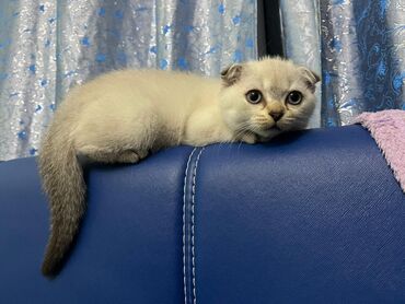 Pişiklər: Şotland yastı qulaq, Erkək, Dişi, Yaxşı əllərə, Ünvandan götürmə, Pulsuz çatdırılma, Ödənişli çatdırılma — 111