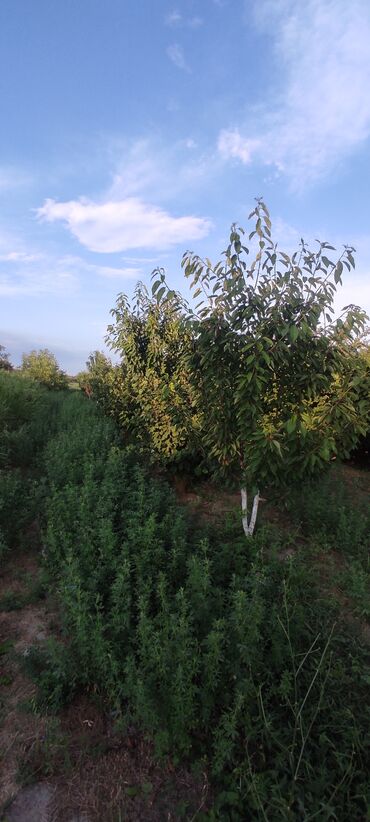 Torpaq sahələrinin satışı: 93 sot, Kənd təsərrüfatı — 14