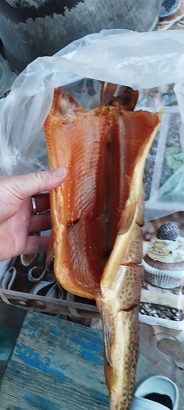 Другая рыбная продукция: Продаю холодного и горячего копчения Форель, домашнего приготовления — 13
