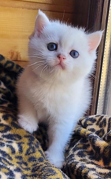 Pişiklər: Şinşilla — 7