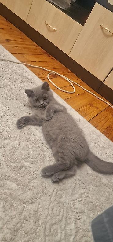 Pişiklər: Britan, Erkək, Yaxşı əllərə, Ödənişli çatdırılma, Ünvandan götürmə — 9