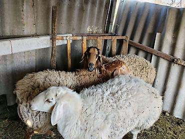 Баран, овца: Продаю | Баран (самец) | Гиссарская | Осеменитель — 7