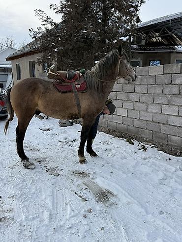 Лошади, кони: Продаю | Жеребец — 4