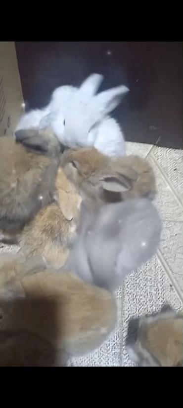 Dovşanlar: Cins ve yerli dovşan balalari. Böyuyen ve boyumeyen. Tek ve top — 12