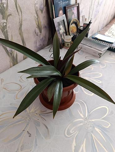 крестовник роули: Комнатное растение “Рео” (Rhoeo spathacea, синоним Tradescantia — 1