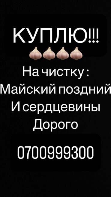купить луковицы тюльпанов оптом из голландии: Чеснок