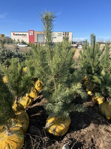 продаю пионы: Саженцы деревьев: Сосны