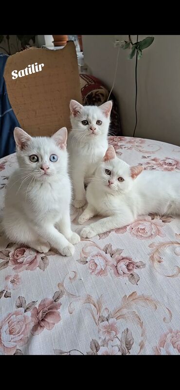 купить котенка в баку: Шотландская, Самец, Самка, В добрые руки, Бесплатная доставка, Платная доставка