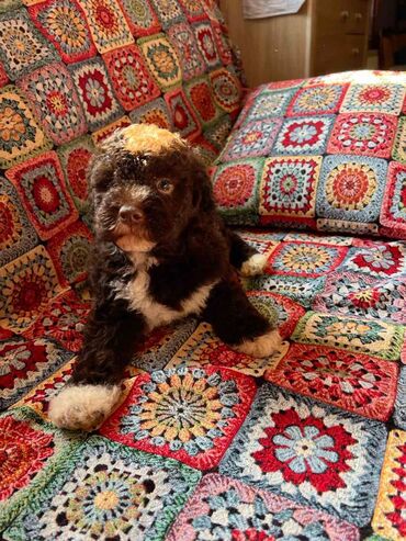 Psi: Nasa odgajivacnica lagotto romagnolo pasa A GANG OF LAGOTTA FCI 7244 — 23