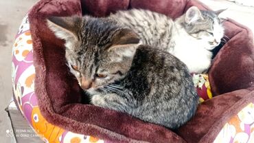Отдам даром кошку: Есть один малыш помладше — настоящий кроха! Он очень любопытный