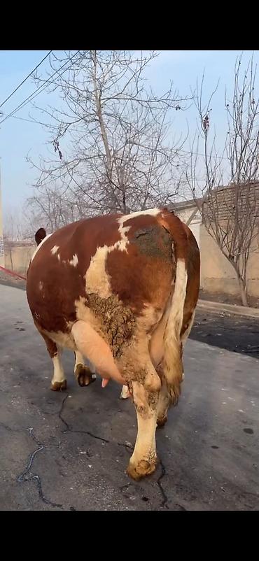 Inəklər, öküzlər: Simental tipli sağmal inək buzağı ilə birlikdə. Xüsusiyyətlər: - — 2