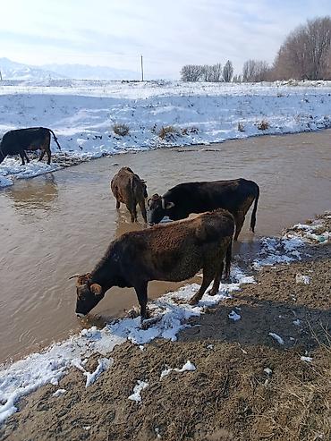 Коровы, быки: Продаю | Корова (самка) | Для молока — 17