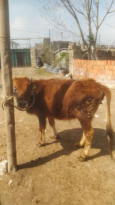 Dana, buzov: Dana, buzov — 10